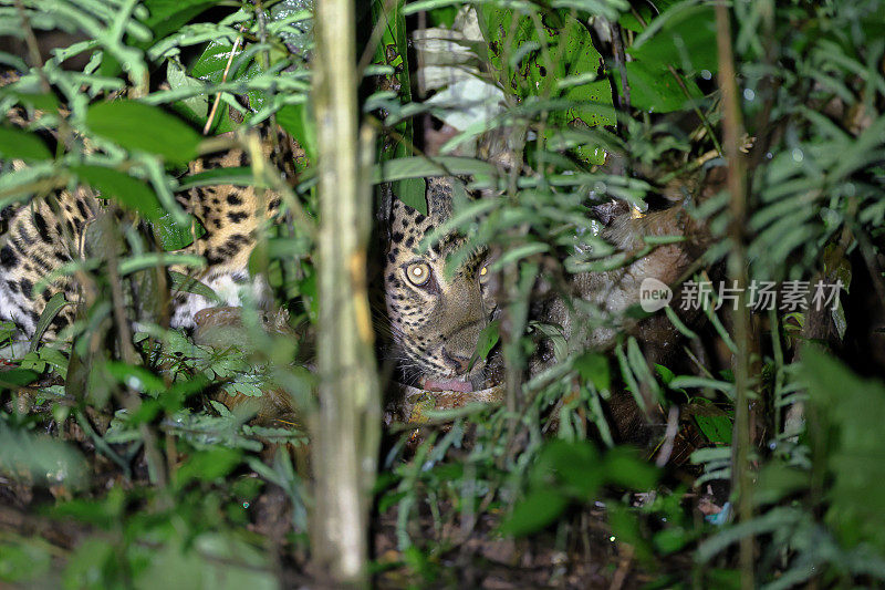 动物:成年雌豹(Panthera pardus)。